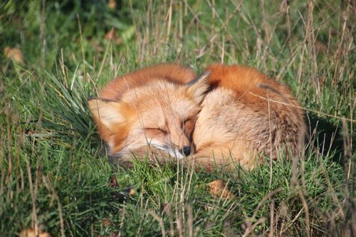 Free A serene scene of a red fox peacefully sleeping in a lush green meadow, capturing the essence of wildlife. Stock Photo