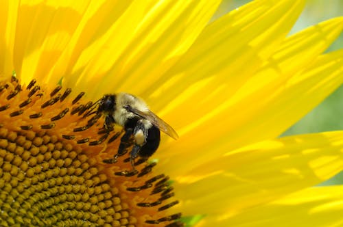 免费 蜜蜂在黄色花朵上的特写 素材图片