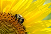 一只蜜蜂在明亮的黄色向日葵上采粉，捕捉着大自然的美