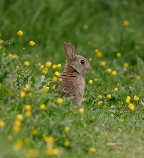 A small rabbit sitting in the grass with yellow flowers