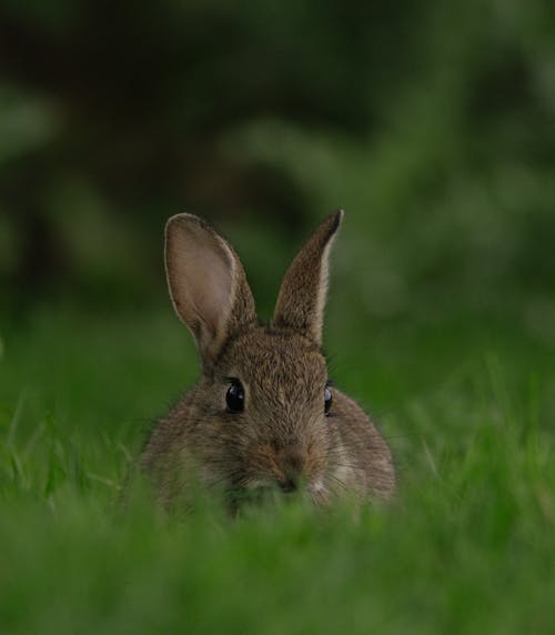 คลังภาพถ่ายฟรี ของ กระต่าย, กลางแจ้ง, ขน