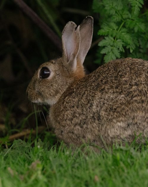 Free A detailed photo of a rabbit sitting in lush green grass with foliage background. Stock Photo