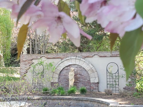 Immagine gratuita di fiori rosa, giardino, molla