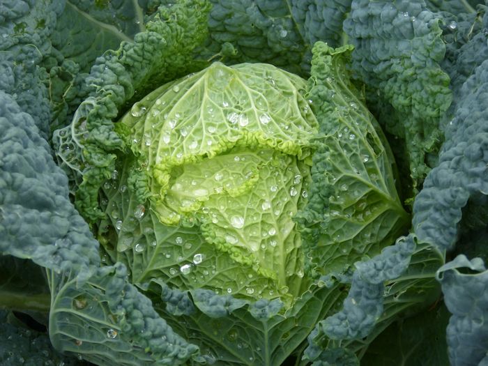 Fresh green cabbage growing in the field
