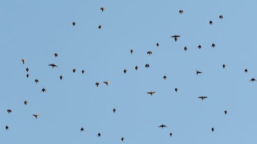 sturnidae, 一塵不染的椋鳥, 側面圖 的 免費圖庫相片