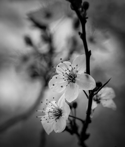 Fotobanka s bezplatnými fotkami na tému Apple, čerešňa, farba