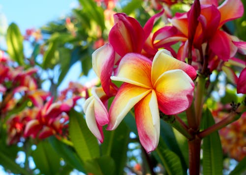 Free stock photo of bright, flora, florida