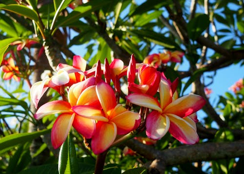 Free stock photo of bright, flora, florida