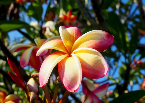 Fotos de stock gratuitas de aloha, amarillo, árbol