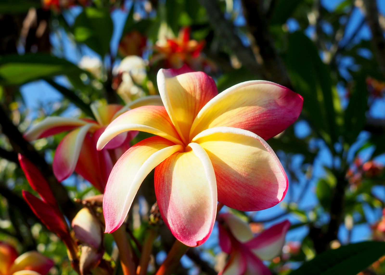 Plumeria Photos, Download The BEST Free Plumeria Stock Photos & HD Images