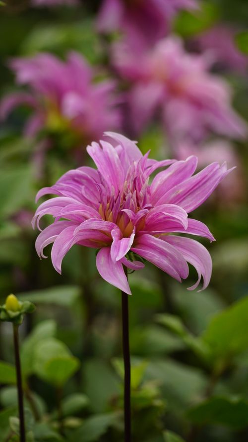 Free Close-up of a vibrant pink dahlia blooming in a lush garden, showcasing delicate petals and natural beauty. Stock Photo