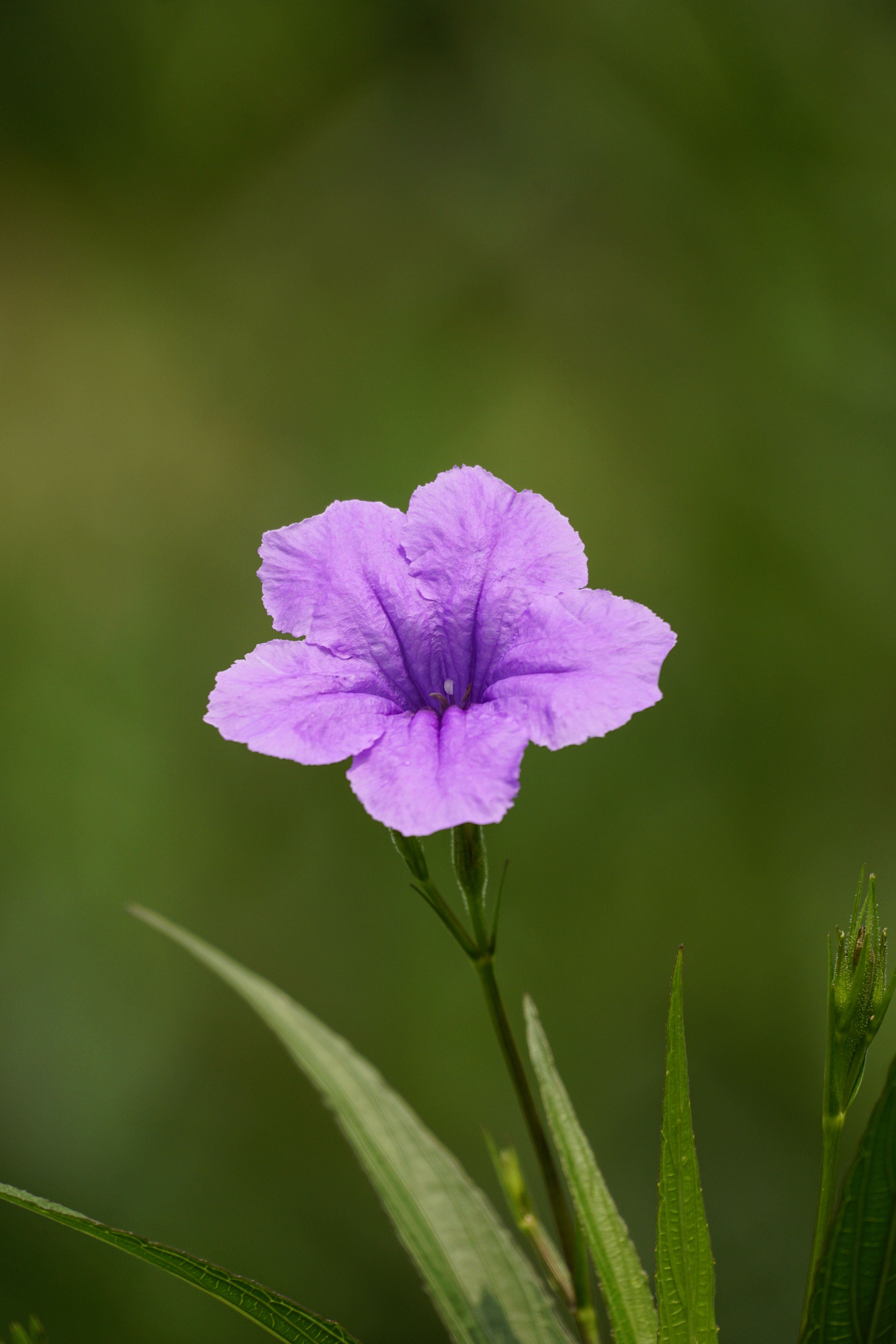 Purple 5 Petaled Flower Close Up Photography · Free Stock Photo