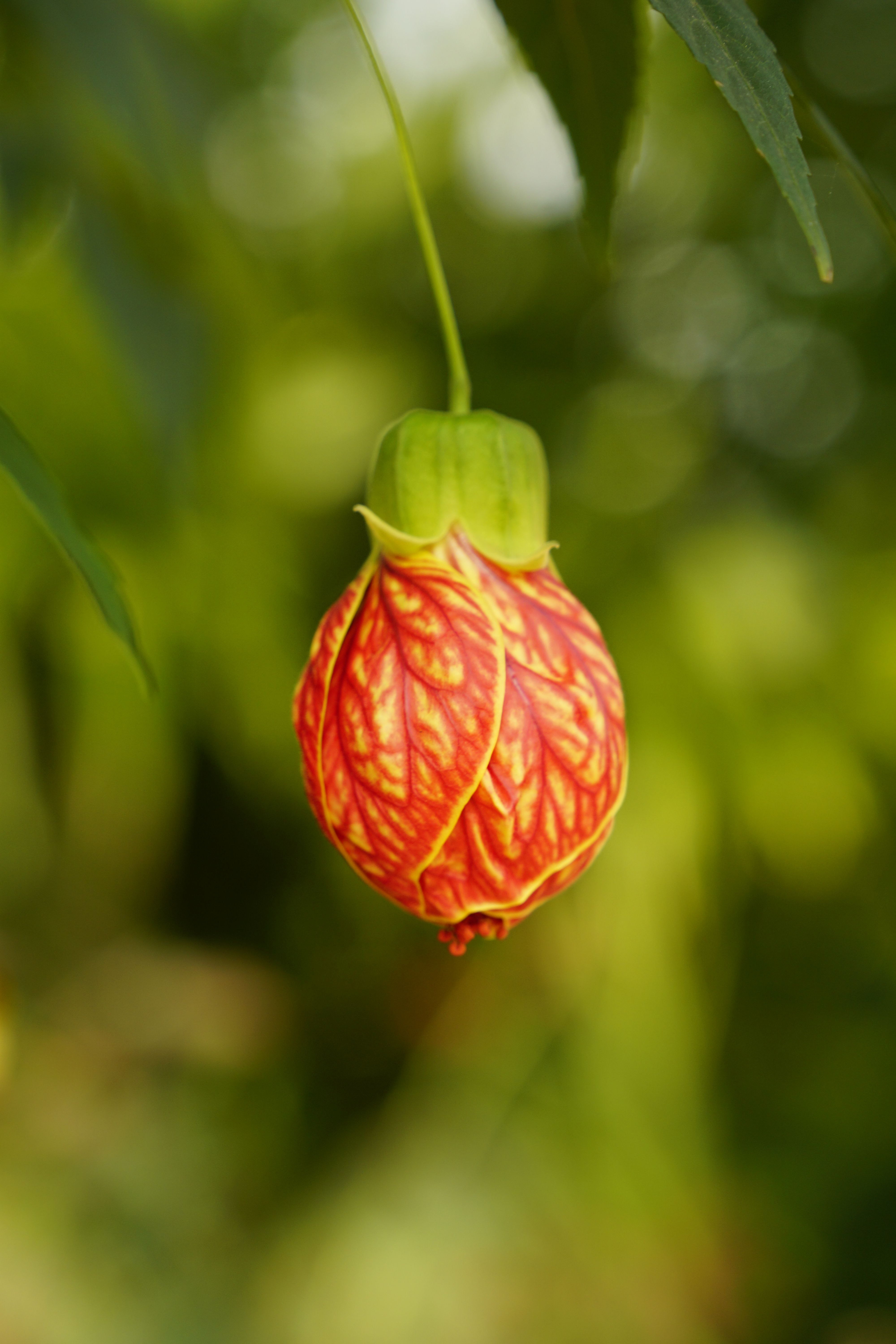 Close up of a Bud · Free Stock Photo