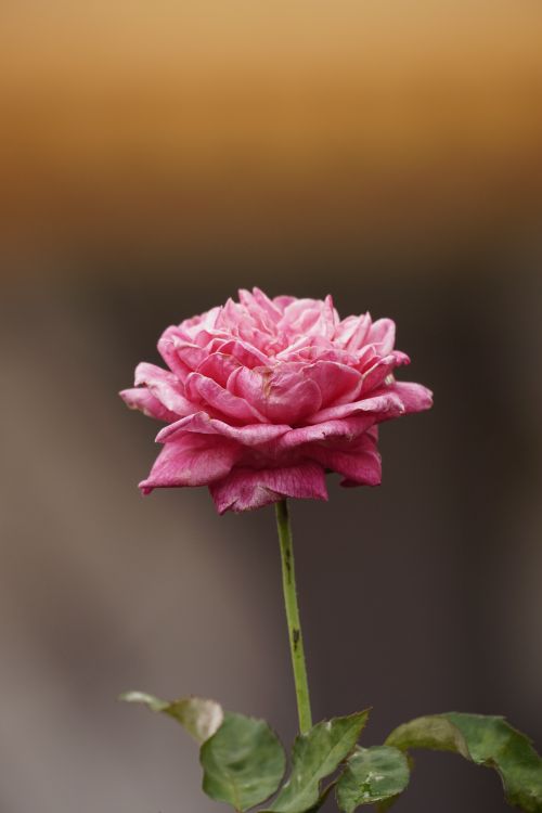 Free A vibrant pink Damask rose in full bloom with a blurred background. Stock Photo