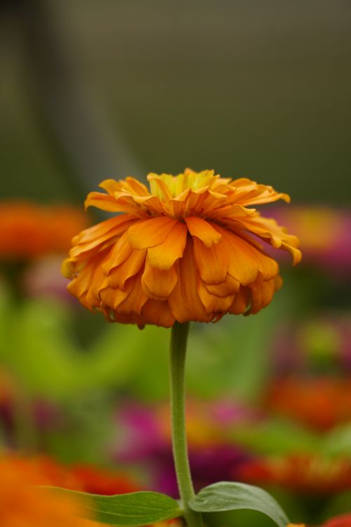Free A vibrant orange zinnia in full bloom with a blurred colorful background, showcasing nature's beauty. Stock Photo
