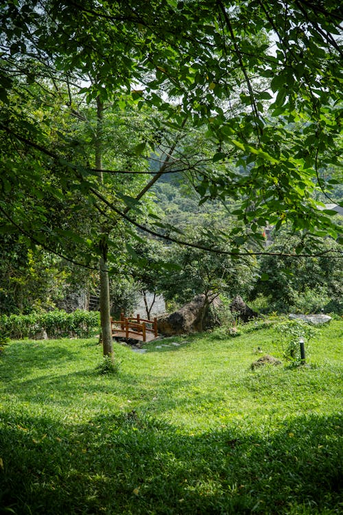 Photos gratuites de arbre, aube, bois