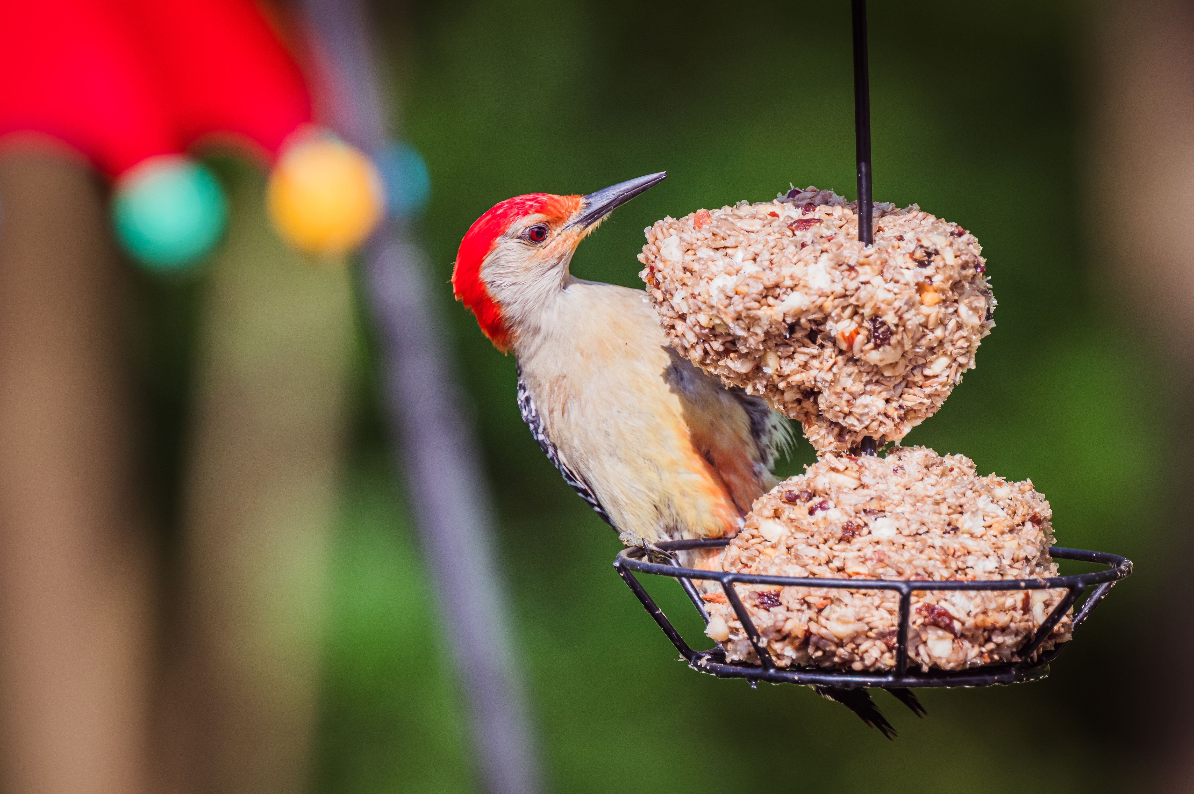 50 Easy To Make Bird Treats