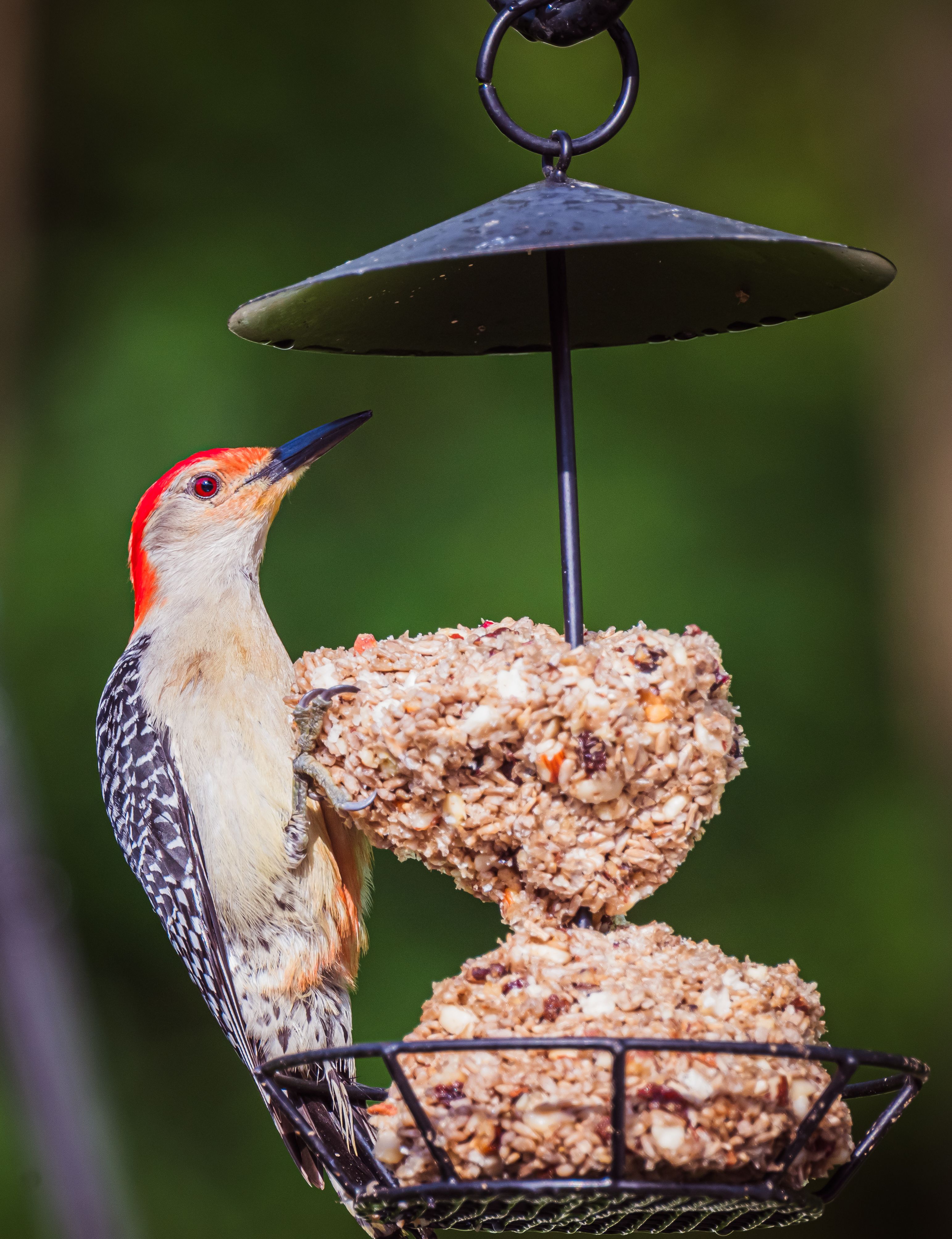 50 Easy To Make Bird Treats