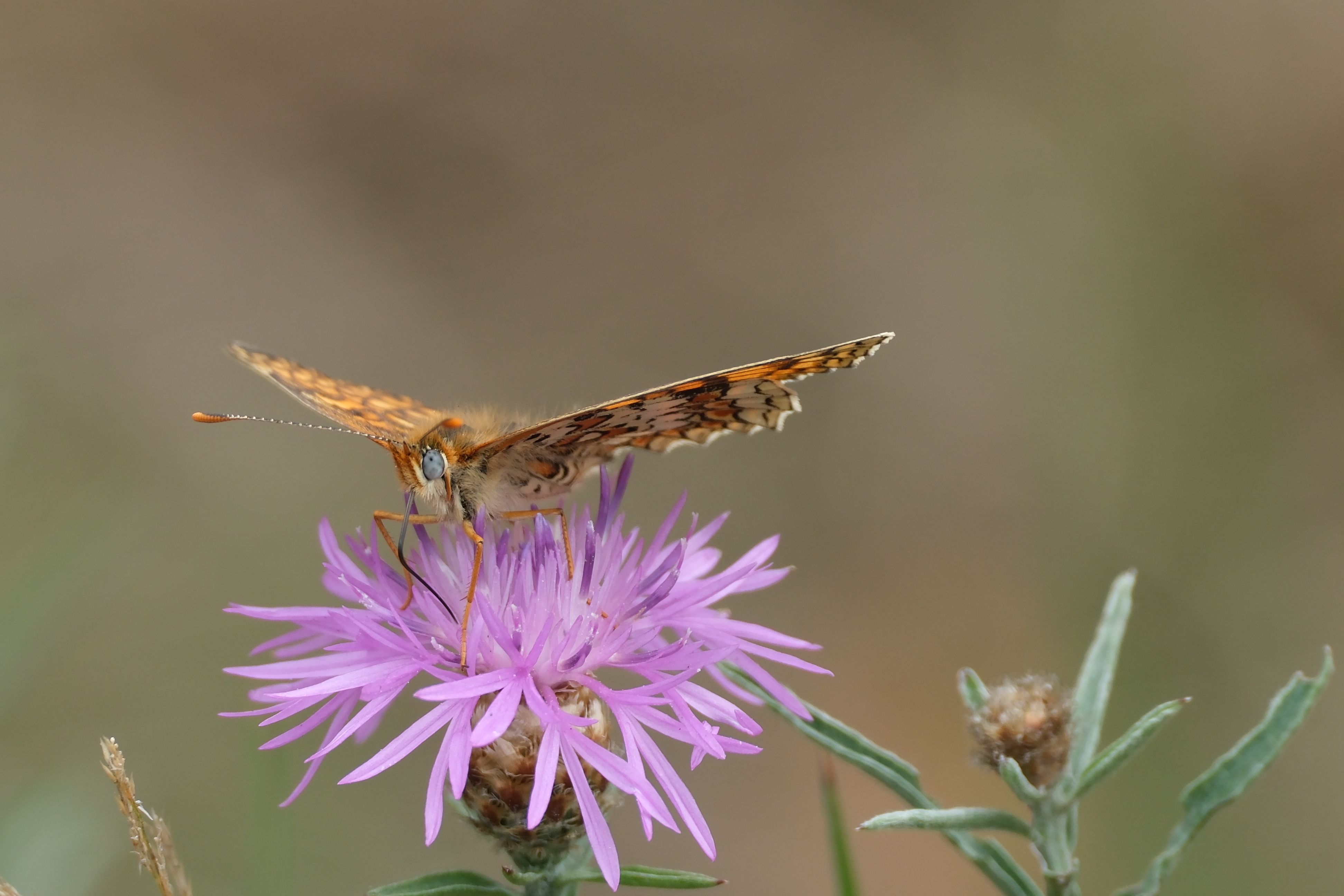 Découvertes naturelles occitanie 
