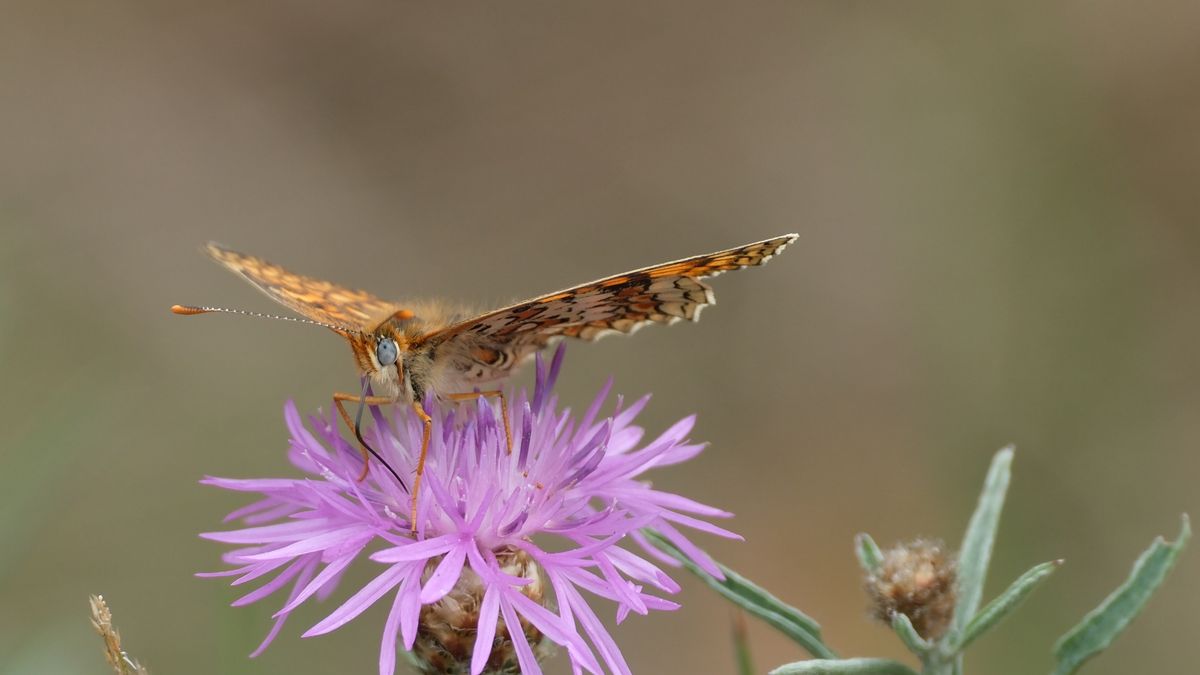 Découvertes naturelles occitanie