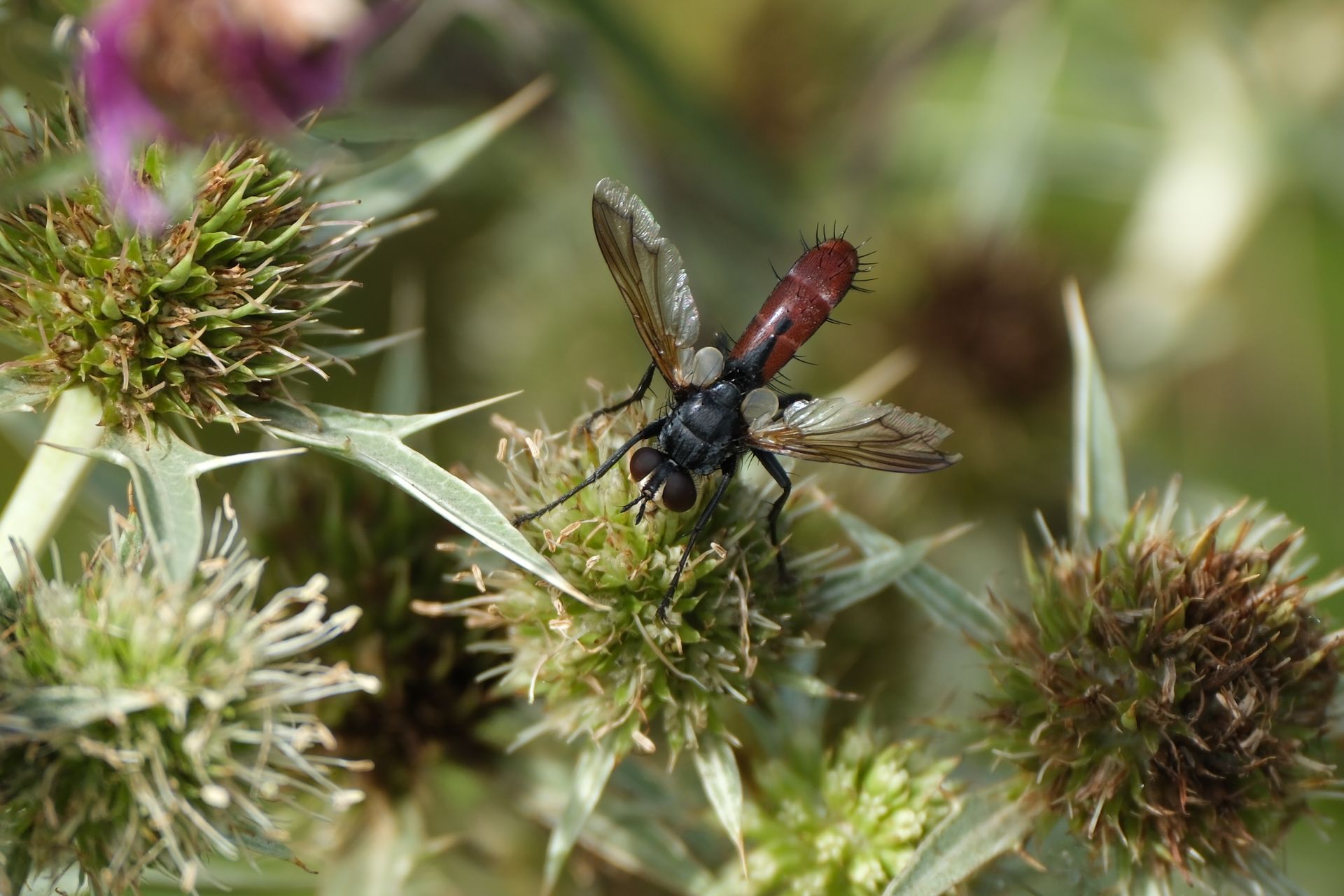 Close-up of Cylindromyia fly perched on a thistle flower, showcasing insect and plant detail.