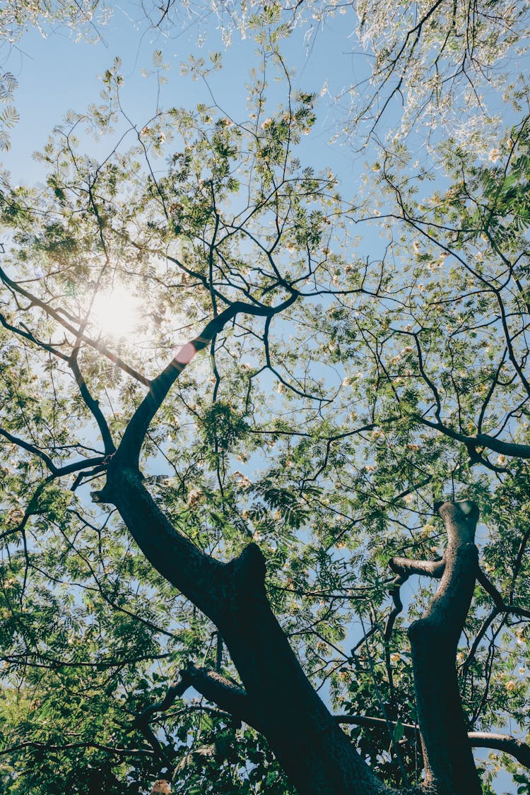 Sun Behind Tree With Leaves