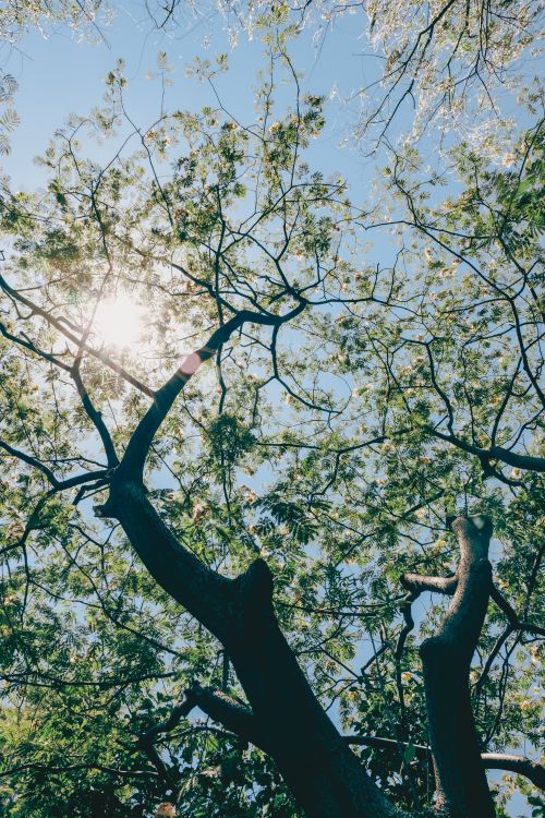 Free A vertical shot of sunlight shining through the branches and leaves of a tree, symbolizing growth and nature. Stock Photo