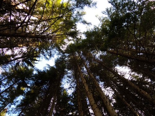 Free Looking up at tall pine trees in Cheia, Romania, capturing the serene beauty of nature and a lush forest canopy. Stock Photo