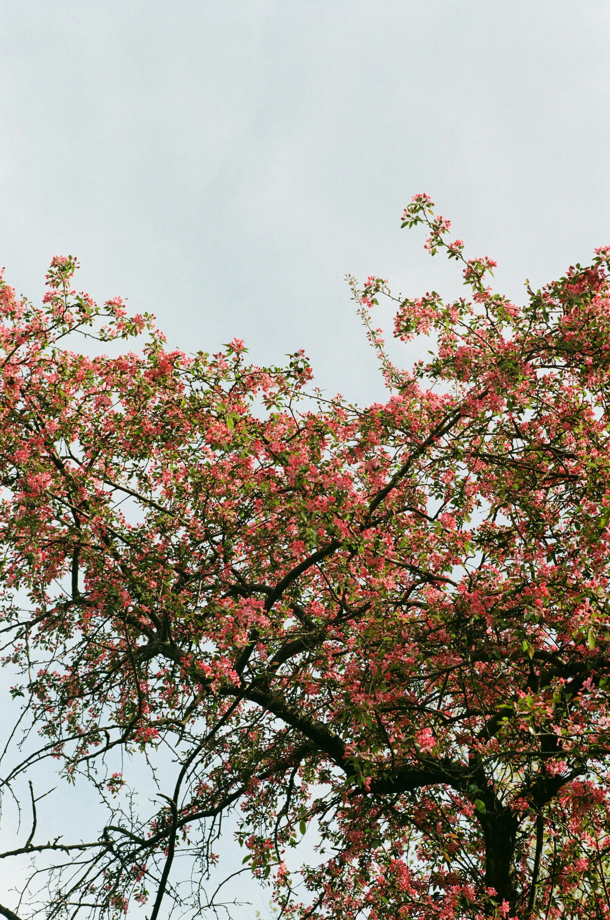 Beautiful pink blossoms adorn a tree against a clear sky, capturing the essence of spring.