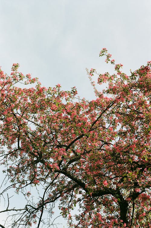 Foto d'estoc gratuïta de 35 mm, a l'aire lliure, arbre