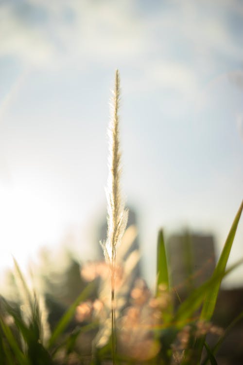 Free Selective Focus Photography Of Plant Stock Photo