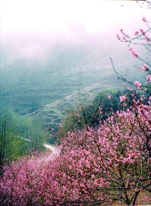 A pink flower covered tree with a mountain in the background