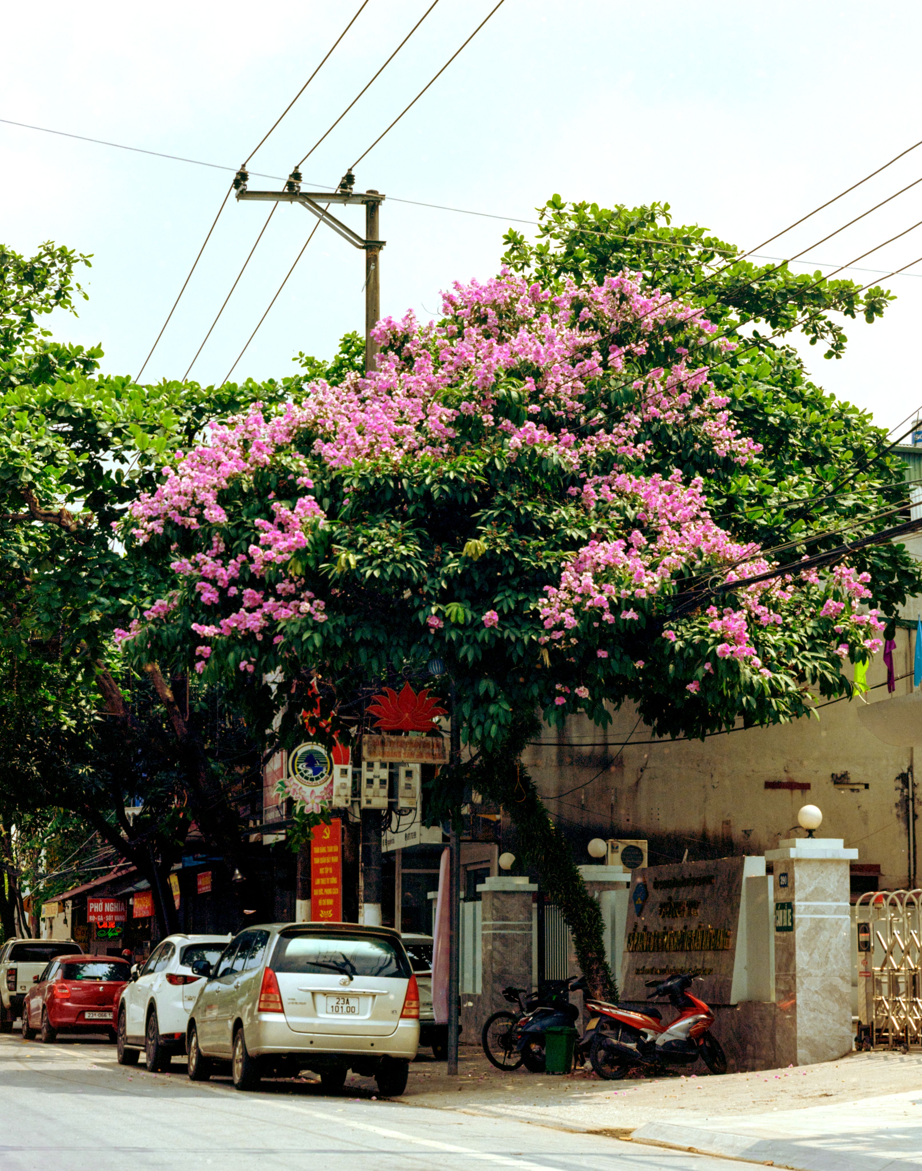 A Tree with Pink Flowers Growing by the Street · Free Stock Photo