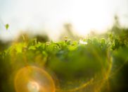 越南花园里，阳光照射下的绿色植物充满活力，散发着新鲜感