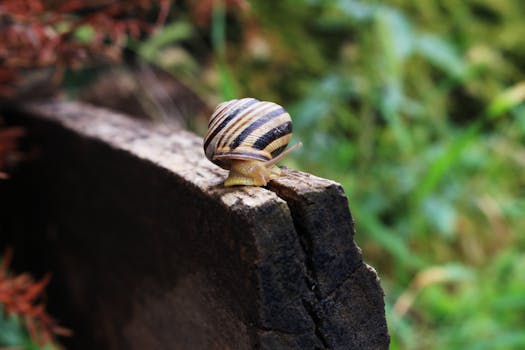 Detailed shot of a garden snail on a weathered log, with a lush green background.