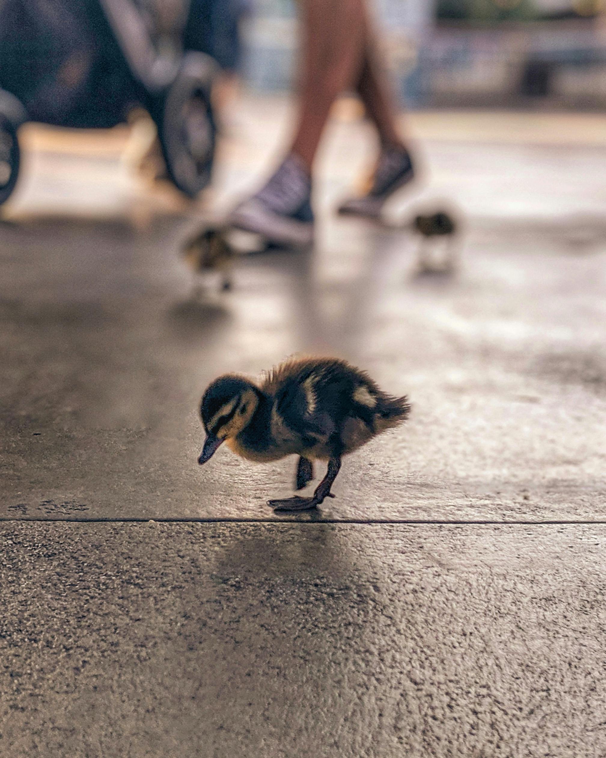 可爱的小鸭在模糊的城市背景下探索混凝土人行道