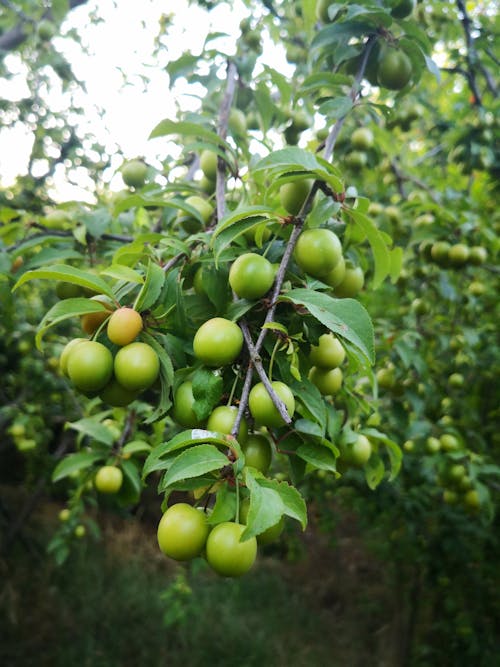 Groene Fruitboom Close Up Fotografie