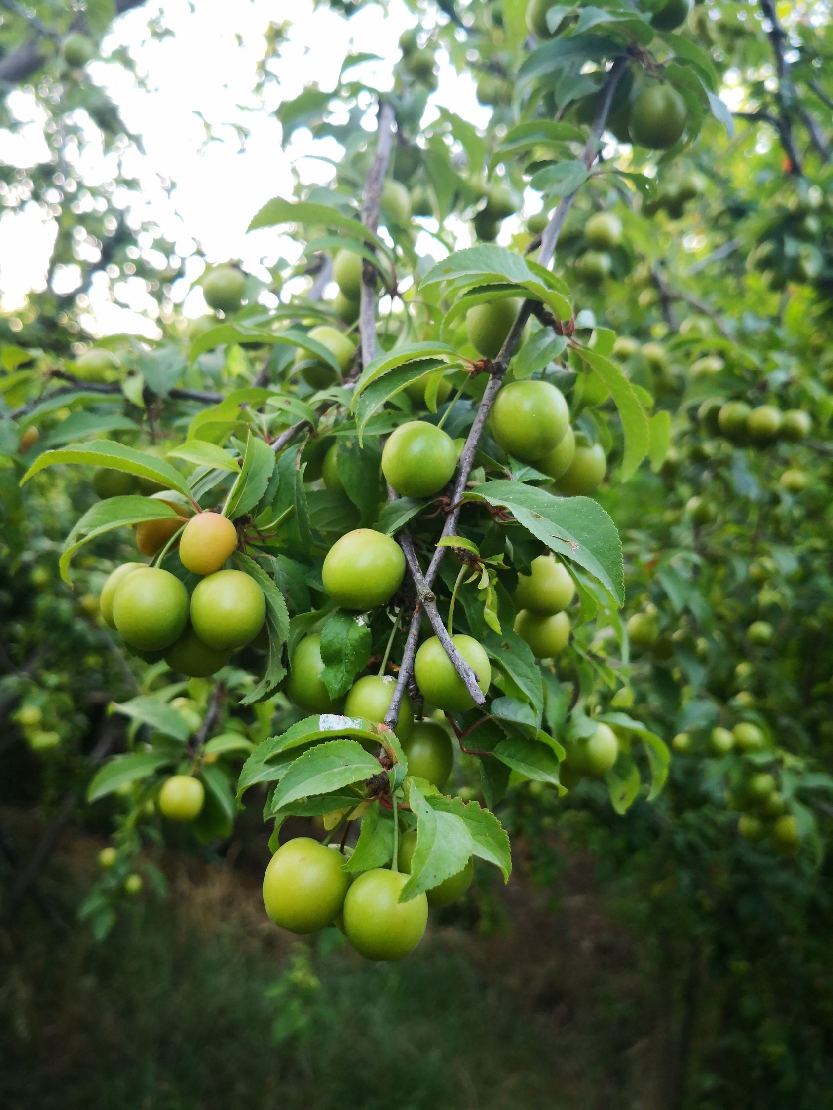 Green Fruit Tree Close up Photography Free Stock Photo Green Fruit Tree Close up Photography Free Stock Photo