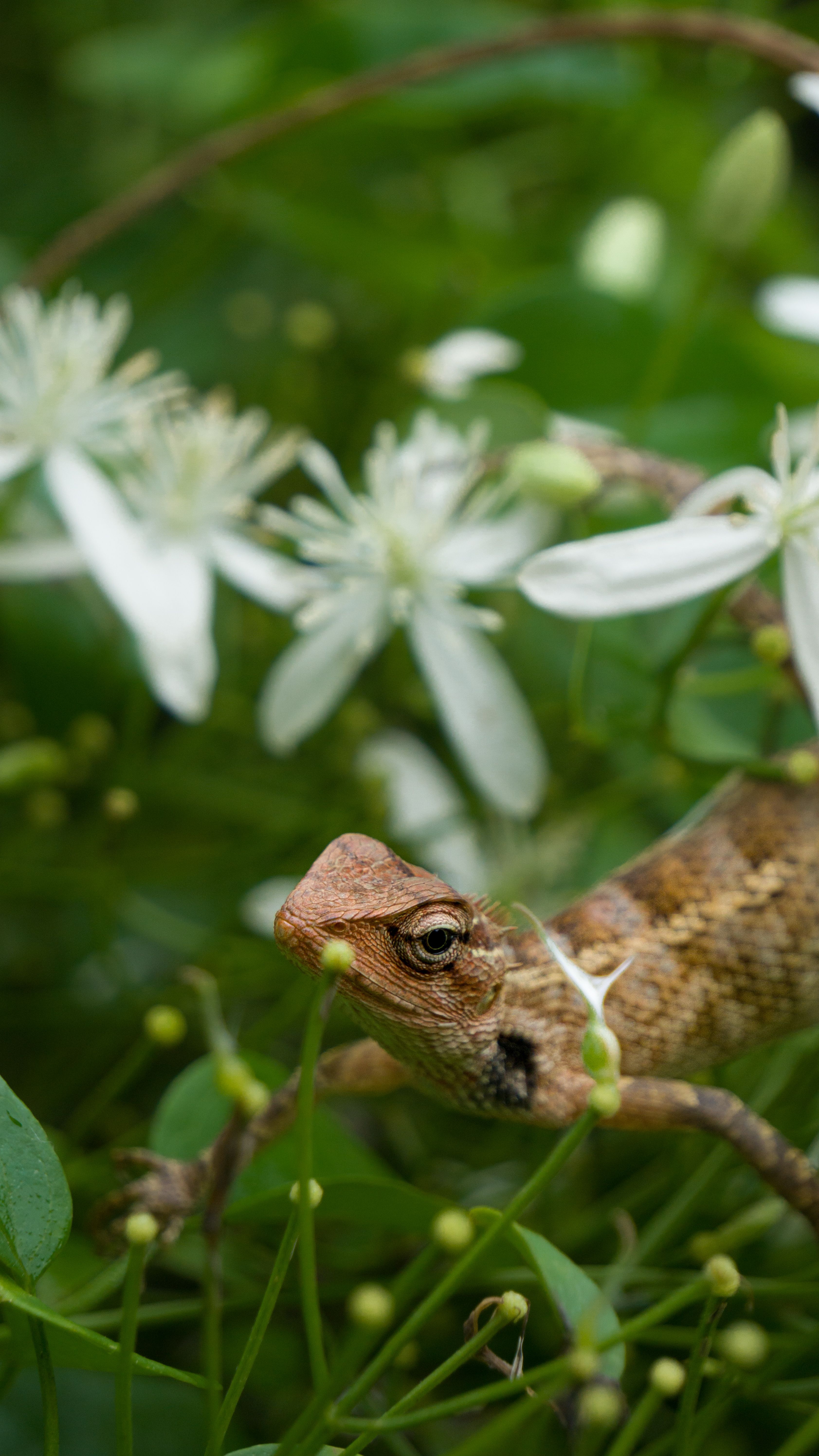 Garden Lizard among Flowers · Free Stock Photo