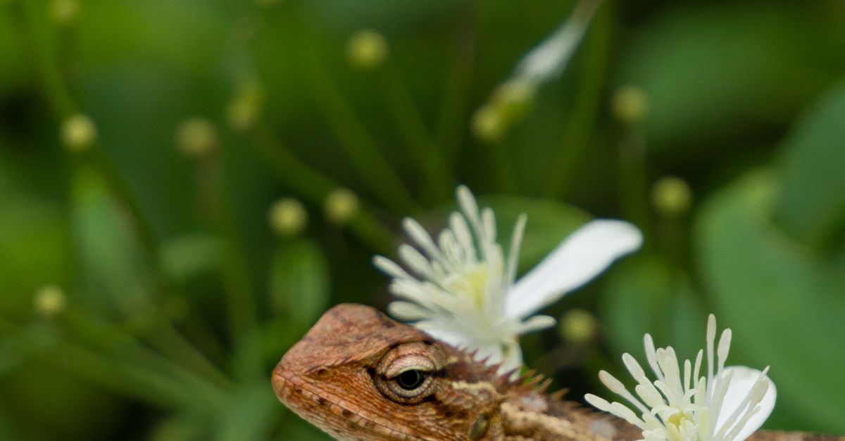 Lizard Witho Roses Lizard among Flowers · Free Stock Photo