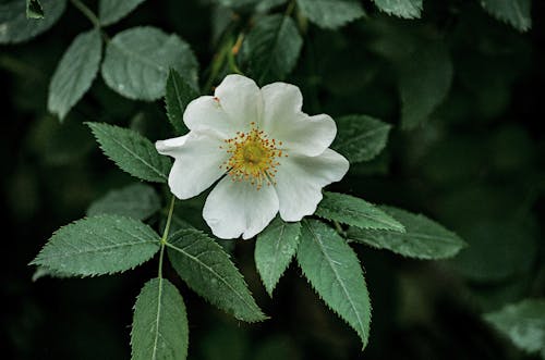 A single white flower with green leaves in the background