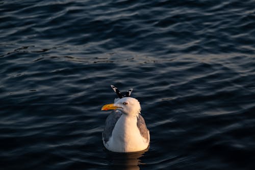 A seagull is swimming in the water