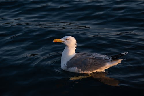 A seagull swimming in the water