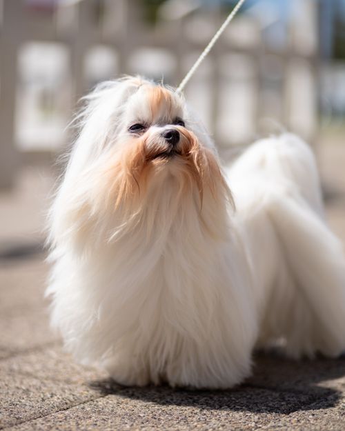 Free Close-up of a fluffy Maltese dog on a leash, showcasing its soft white fur and adorable stance. Stock Photo