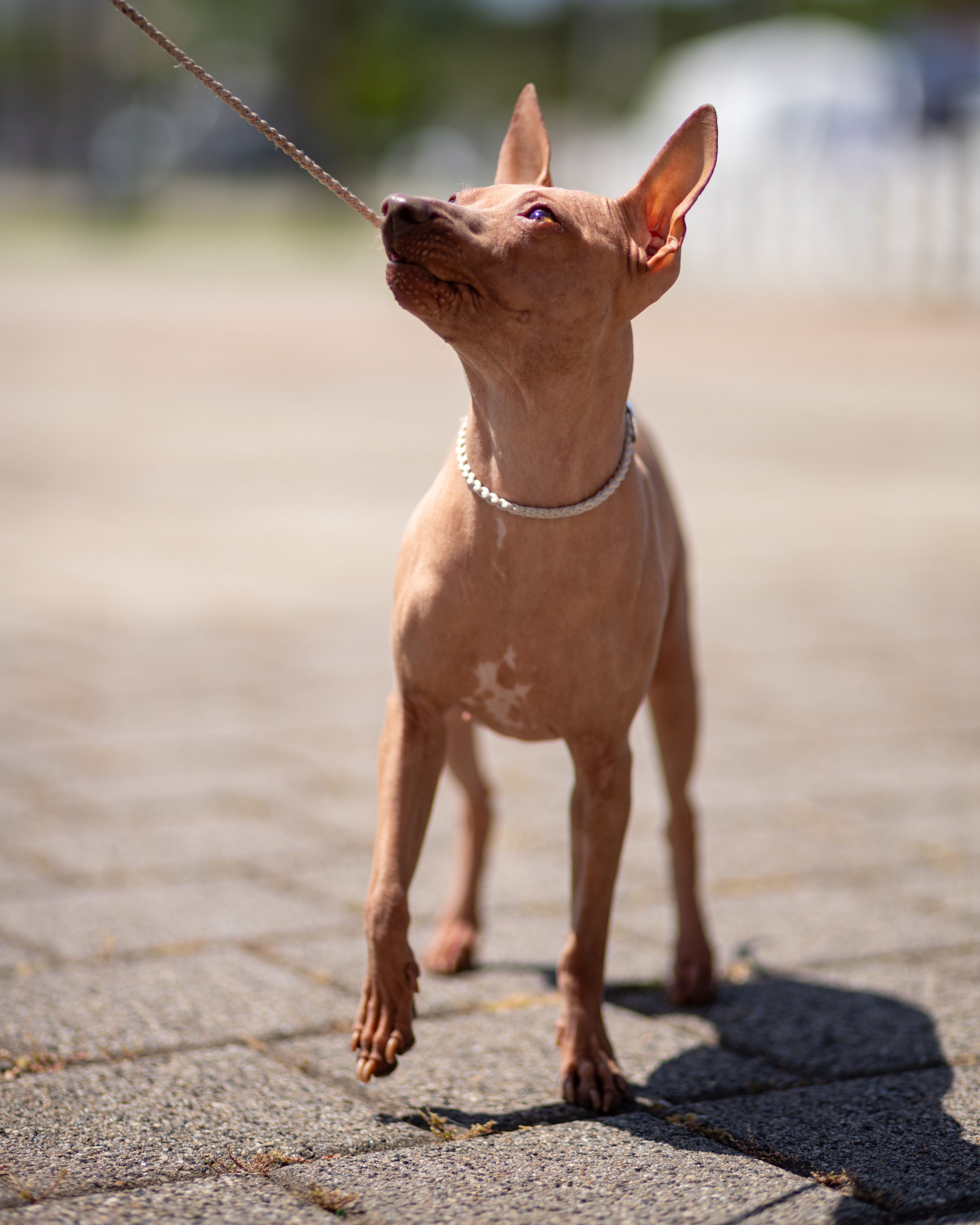A sleek Xoloitzcuintli dog wearing a collar walks confidently on a sunlit pathway.