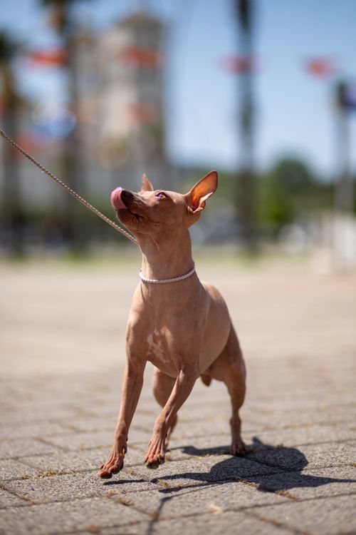 Free A brown dog on a leash looking up, enjoying a sunny walk on urban pavement. Stock Photo