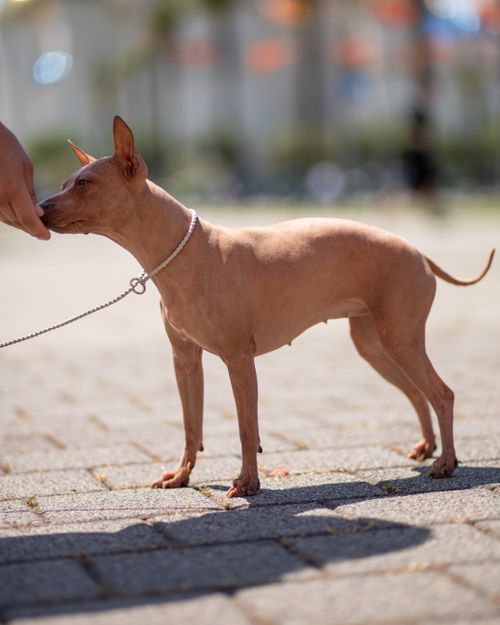 Free Hairless dog on a leash, standing outdoors on a sunny day, receiving attention. Stock Photo