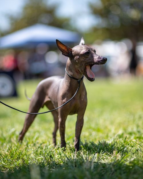 Free Xoloitzcuintli dog in a park, enjoying a sunny day with open mouth, green grass around. Stock Photo