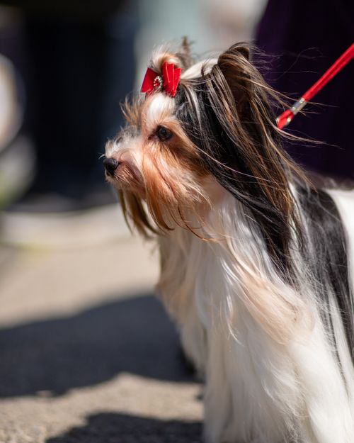 Free Yorkshire Terrier with a red bow in sunlight, outdoors. Stock Photo