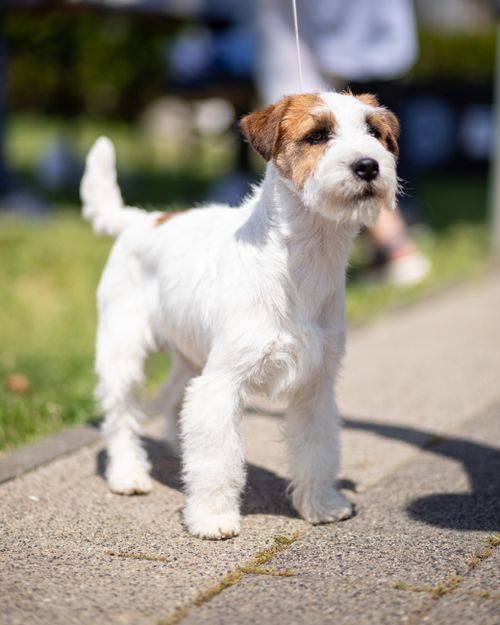Free Charming terrier puppy standing on a sunlit pavement in an urban setting, showcasing fluffy fur. Stock Photo